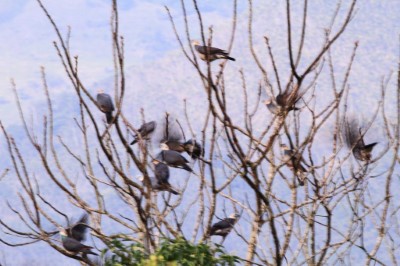 每到寒冬便會從中高海拔的山上來到平地森林棲息的灰林鴿
