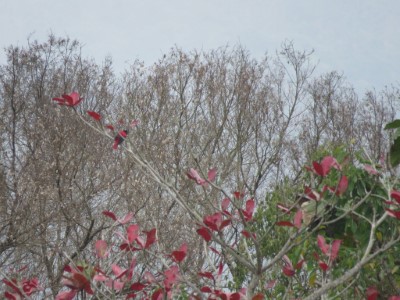 花蓮縣鳥朱鸝隱身於轉紅的欖仁葉中的不易發見蹤影