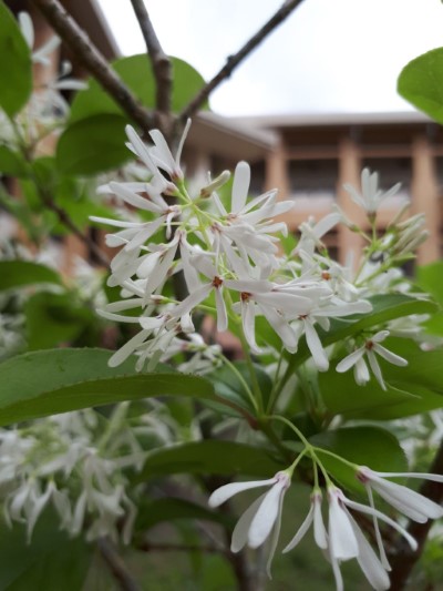 流蘇花朵潔白素雅，四~五月開花，是很好的庭園觀賞植物，也出現於許多詩詞中