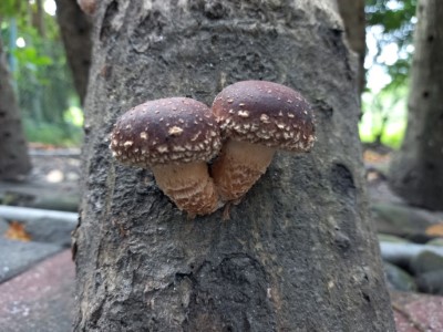 段木香菇(資料照片)-3