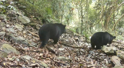 紅外線自動相機拍攝到母熊帶著小熊(背面)