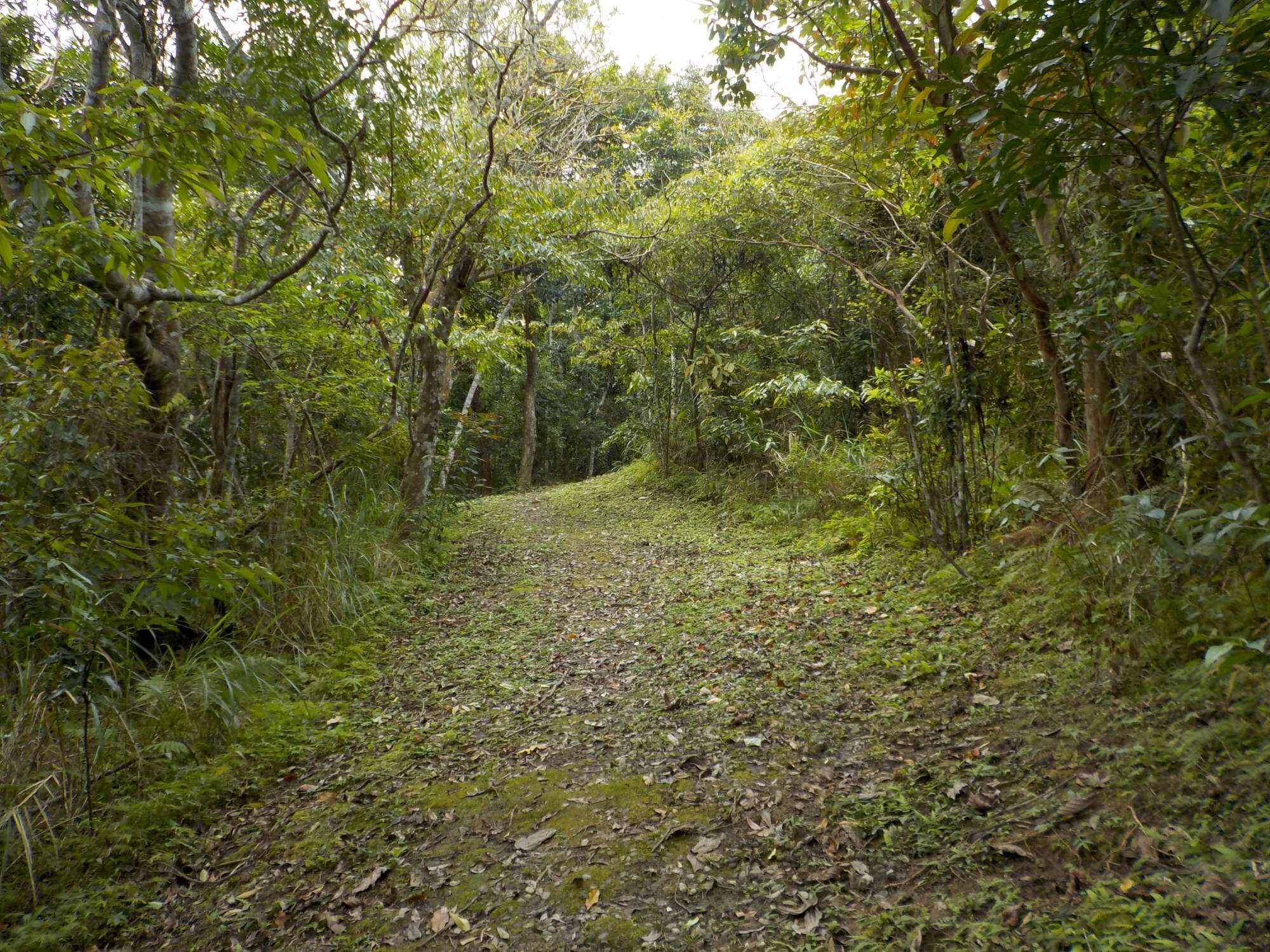 月眉山步道一隅-綠意盎然