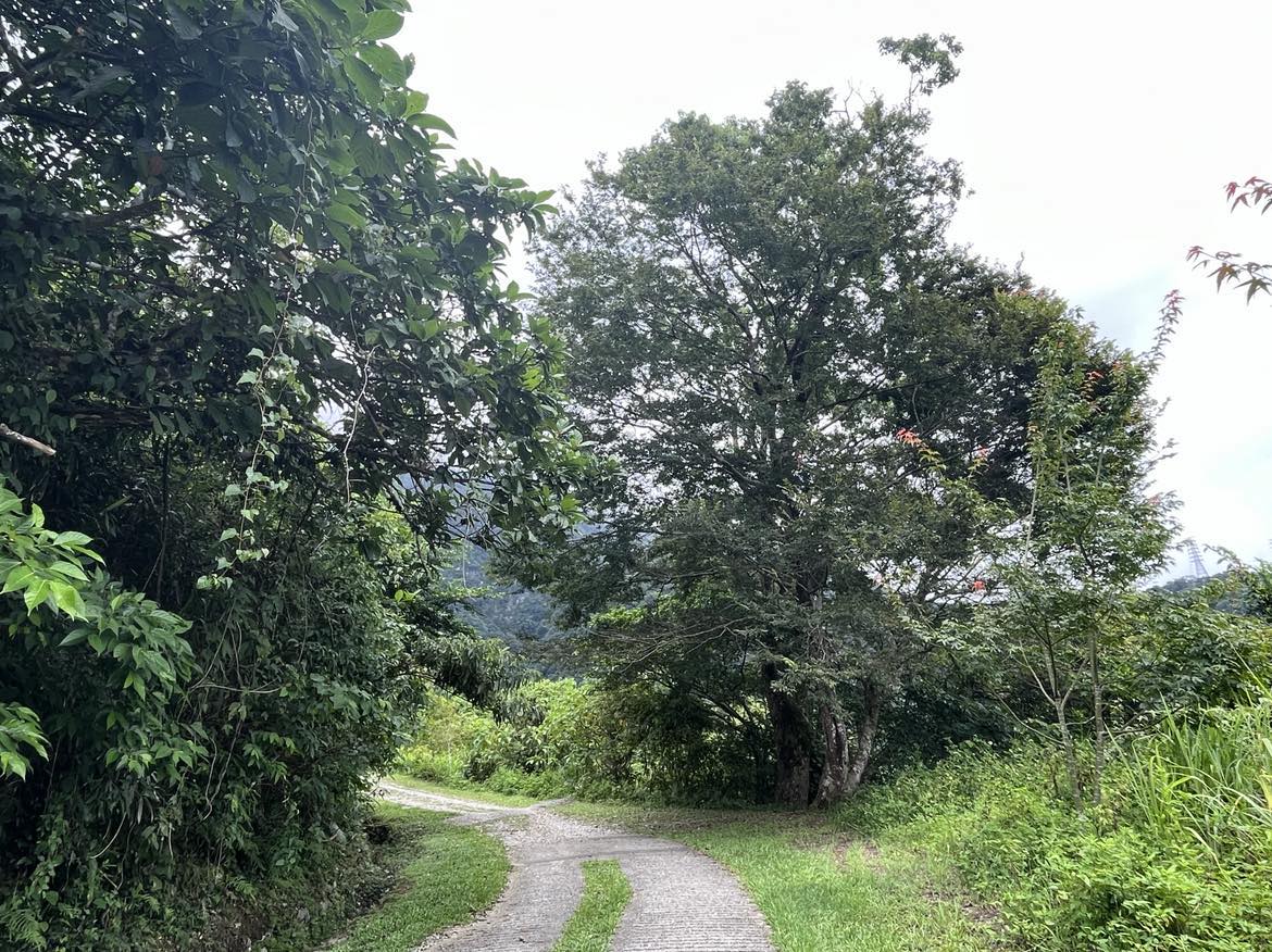 大樹與路面