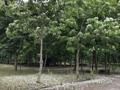 南華林業園區桐花盛開1