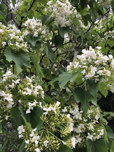 南華林業園區桐花盛開