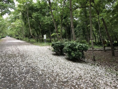 南華林業園區桐花盛開及花落滿地似雪1