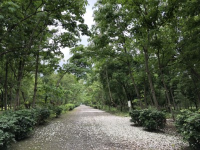 南華林業園區桐花盛開及花落滿地似雪美景