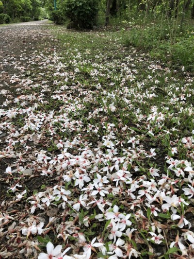 南華林業園區桐雪白花瓣相當討喜