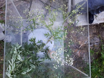 銀膠菊（上方）、艾草（左下方）、滿天星（右下方）三種植物極相似，民眾易混淆-1