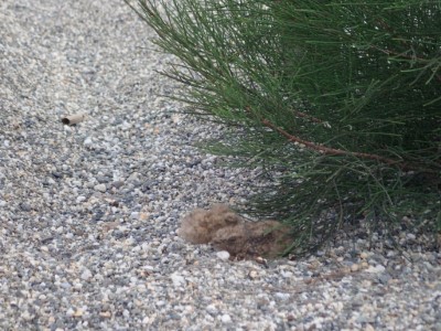 發現沙灘上的木麻黃幼苗旁有兩隻夜鷹寶寶在休息