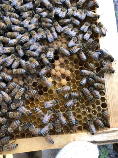 南華林業園區林下經濟試驗之養蜂成果