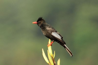 紅嘴黑鵯-台灣特有亞種