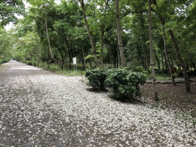南華林業園區桐花盛開及花落滿地似雪(107年實景)
