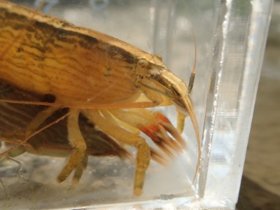 刺足仿匙蝦，不同於其他淡水蝦，第一第二螯足特化成為扇形網狀構造，又名網球蝦。（洄瀾風生態有限公司提供）