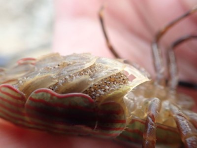 洄游性魚蝦的發眼幼苗，順著水流成為在水流激流區等待捕食的網球蝦食物。（洄瀾風生態有限公司提供）
