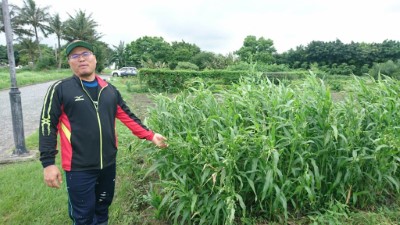 吳政桂專案經理於台開心農場菜園和栽種之薏苡合影