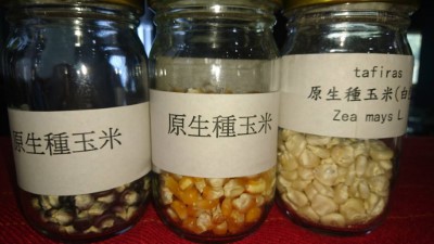 洄瀾灣文化協會所保存的3種原生種玉米種子