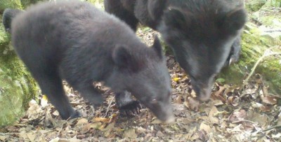 紅外線照相機拍攝之母熊與小熊