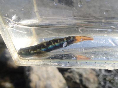 兔頭瓢鰭鰕虎繁殖期雄魚亮麗的藍色，短暫卻十分耀眼。洄瀾風生態有限公司提供