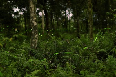 大富平地森林園區螢光盛會