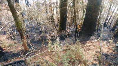 3月30日玉里事業區第32林班地發生森林大火