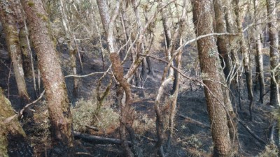 3月30日玉里事業區第32林班地發生森林大火-1
