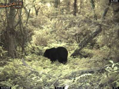 花蓮林區管理處今年1月架設無線自動傳輸相機後，拍攝到黑熊畫面。-1