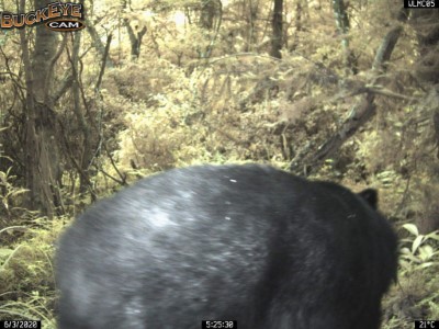 花蓮林區管理處今年1月架設無線自動傳輸相機後，拍攝到黑熊畫面。