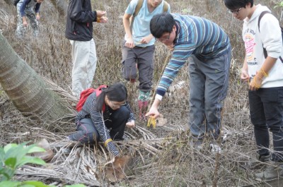 沙氏變色蜥戶外移除實作示意照片