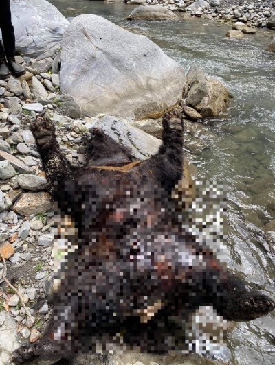 卓溪山區死亡黑熊，推估屬自然死亡。
