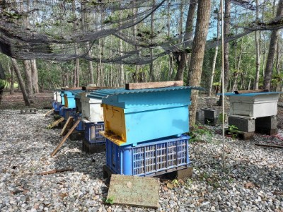 林下經濟養蜂蜂箱展示照