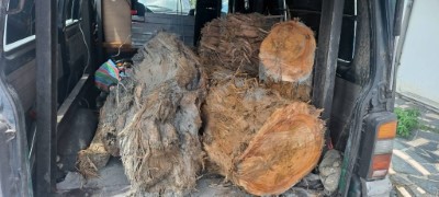 查獲裁切漂流木在車輛上