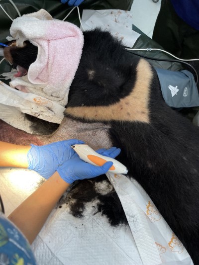 8月27日於卓溪救援的黑熊，8月30日早上進行清創手術時發生休克，經東部野生動物救傷中心醫療團隊緊急搶救後，仍因感染及肌肉壞死過於嚴重死亡。