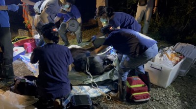 東部野生動物救傷中心野灣野生動物保育協會救援臺灣黑熊