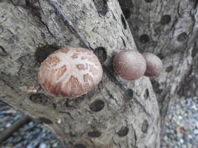 南華園區種植的段木香菇