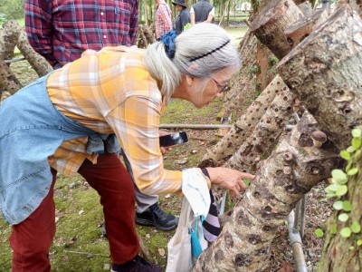 段木香菇栽培課程，民眾參與踴躍。