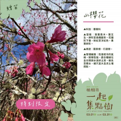 樹苗卡-9-山櫻花