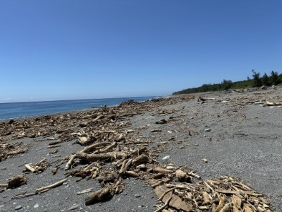 崇德海灘漂流木