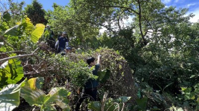 113年度小花蔓澤蘭防治暨多元利用宣導活動