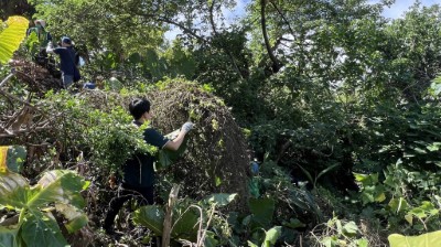 113年度小花蔓澤蘭防治暨多元利用宣導活動「綠色永續：炭索小花蔓澤蘭的浪蔓」