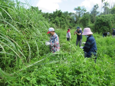 民眾現場努力拔除小花蔓澤蘭