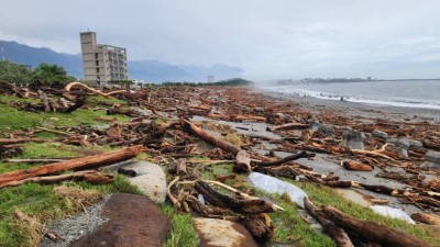 化仁海堤上累積大量漂流木