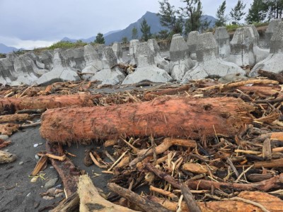 立霧溪出海口漂流木