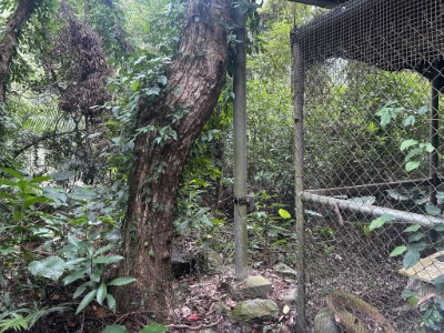 花蓮卓溪熊蹤頻傳，闖梅醋工坊淺嚐離去。