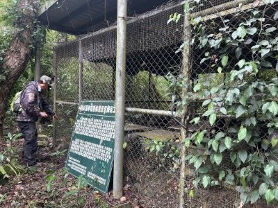 花蓮卓溪熊蹤頻傳，闖梅醋工坊淺嚐離去。