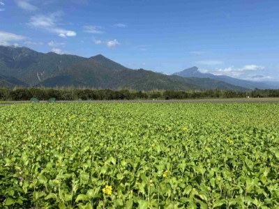 園區油菜花海