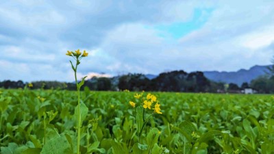 園區油菜花海開花