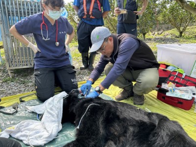 花蓮分署清晨捕獲達古阿里，後送野灣動物醫院檢查評估。