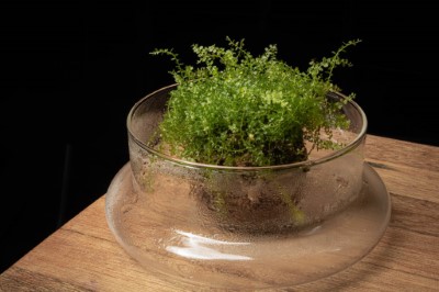 手作苔球感受綠意生活的樂趣與療癒效果