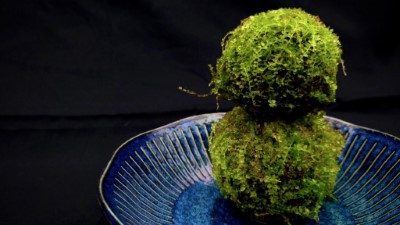 手作苔球溫潤質樸